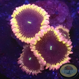 Krustenanemonen „Dark Matter“ WYSIWYG