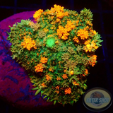 Rhodactis spp. „Freaky Bounce“ WYSIWYG