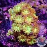 Bernardpora spp. „Golden Glitter“ ✨ AD Special