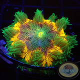 Phymanthus crucifer WYSIWYG