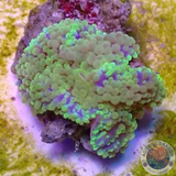 Ricordea florida „Blue Skin“ WYSIWYG