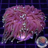 Euphyllia glabrescens „Dragon Soul“