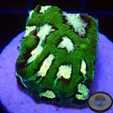 Favia spp. „Taz“