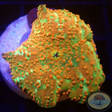 Discosoma spp. „Dotty Jaw“