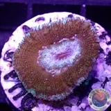 Micromussa spp. „Orbital“