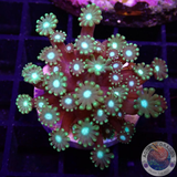 Alveopora spp. „Disco Dotty“