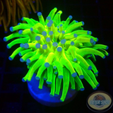 Euphyllia glabrescens „Holy Grail“