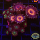 Krustenanemonen „Mixi Daisy“ WYSIWYG