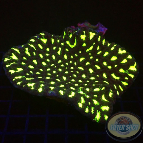 Favia spp. „Toxic Spider“ WYSIWYG „AD Special“