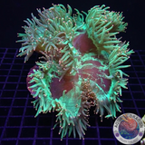 Catalaphyllia jardinei „Invisible Kate“ WYSIWYG