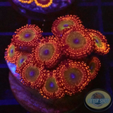 Krustenanemonen „Bowser“ WYSIWYG