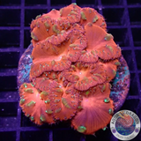 Blastomussa vivida „Fire Clock“ WYSIWYG „AD Special“