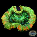 Trachyphyllia spp. „Lolly Crush“ WYSIWYG