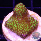 Stylocoeniella spp. „Burning Banana“ 🔥 🍌