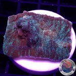 Mycedium spp. „Space Jam“ WYSIWYG „AD Special“