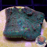 Echinophyllia spp. „Yellow Eye“ WYSIWYG AD Special