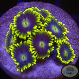 Krustenanemonen „Corona“ AD Special