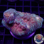 Mycedium spp. „Space Jam“ WYSIWYG „AD Special“