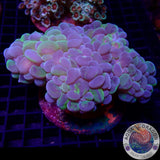 Plerogyra sinuosa „Bubble Splash“ WYSIWYG „AD Special“