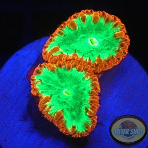 Blastomussa wellsi „Fire Kryptonite“ AD Special