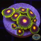 Krustenanemonen „Blow Pop“