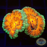Micromussa spp. „Deep O“ AD Special