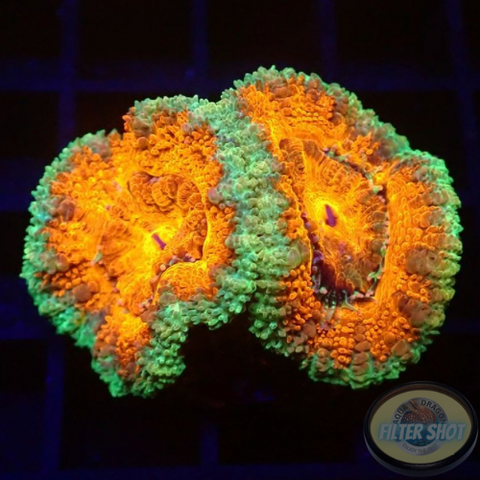 Micromussa spp. „Deep O“ AD Special