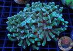 Euphyllia paraancora „Lime“