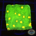 Echinophyllia spp. „Space Invader“