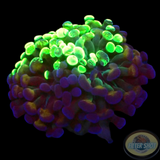 Euphyllia glabrescens „Grafted Voodoo“ WYSIWYG „AD Special“