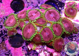 Krustenanemonen „Chili“ 🌶️