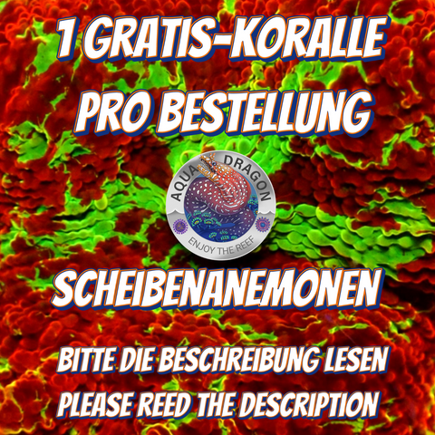 Gratis-Koralle Scheibenanemonen