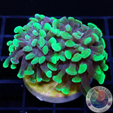 Euphyllia paraancora „Splash“