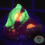 Favia spp. „Resident Evil“ WYSIWYG „AD Special“