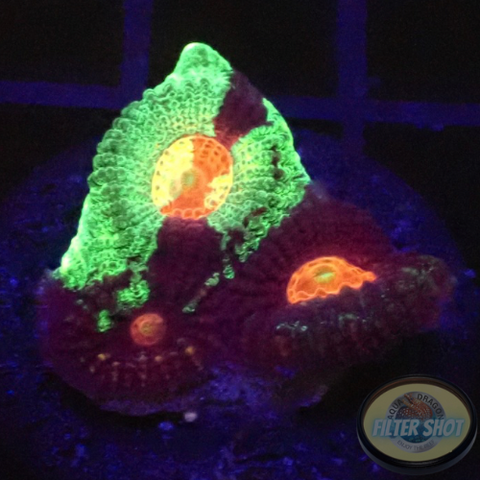 Favia spp. „Resident Evil“ WYSIWYG „AD Special“