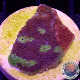Echinophyllia spp. „Punjabi“ WYSIWYG