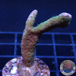 Montipora digitata „Greeny“