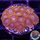 Krustenanemonen „Rainbow Hornet“