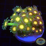 Goniopora spp. „Space Rasta“