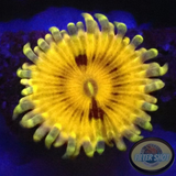 Krustenanemonen „Beekeeper“ 🐝 WYSIWYG „AD Special“