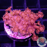 Goniopora spp. „Rose Eye“ WYSIWYG