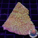 Montipora spp. “Crazy T” WYSIWG “AD Special”