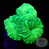 Caulastraea spp. „Toxic Alien“