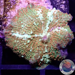 Discosoma spp. „Icy Road“ WYSIWYG „AD Special“