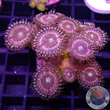 Krustenanemonen „Pink Zipper“ WYSIWYG