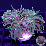 Euphyllia glabrescens „OG Holy Grail“