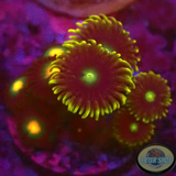 Krustenanemonen „Green Nipple“ WYSIWYG