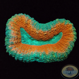 Lobophyllia spp. „Forest Fire“ WYSIWYG