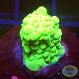 Acropora spp. „Radioactive“ WYSIWYG