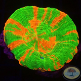 Homophyllia australis „Bleeding Apple“ WYSIWYG